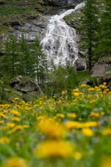 Obraz na płótnie Canvas waterfall in the mountain forest background and blurred yellow flowers foreground