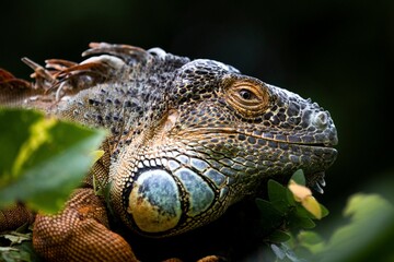 A captivating portrait of an old green iguana