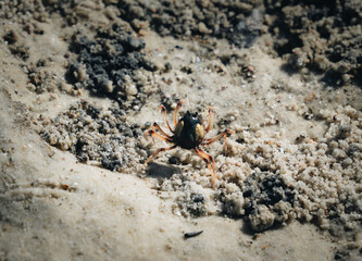 Wild Soldier Crab, Whitehaven Beach, Whitsunday Islands. Elliott Heads River, Queensland, Australia