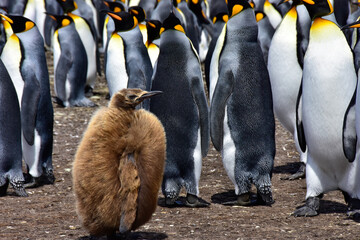 Fluffy penguin chick in a colony of king penguins. © bonniefink