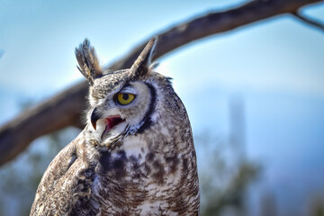 Great Horned Owl