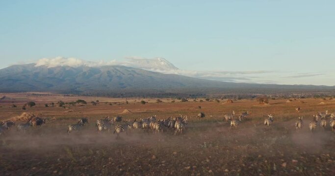 Aerial video of a group of zebras running in the field with mountains in the background