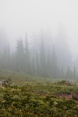 Vertical shot of pine trees on the side of a hill on a misty day