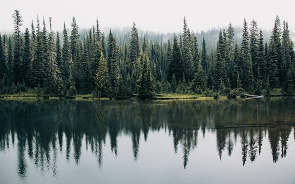 Idyllic landscape of pine trees reflected in a beautiful lake