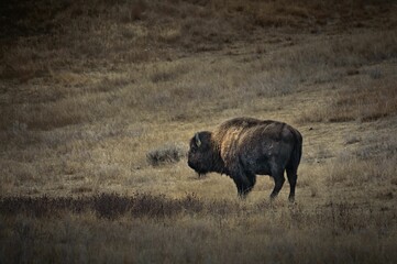 Steppe bison strolling across a sun-soaked grassy meadow