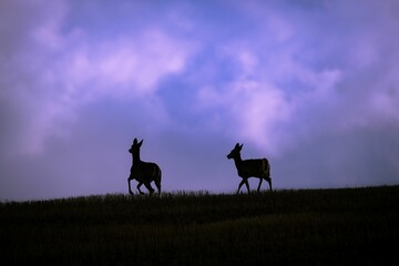 Two white-tailed deer walk across a lush, grassy hillside with a a night sky in the background