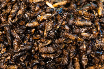 Fried insects locust, , , pupa street food on a vendor stall, Chinatown in Thailand, high protein food, snack, background of fried grasshoppers.. night market. Exotic Thai street food snack.