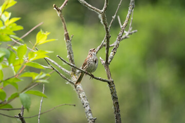 sparrow
