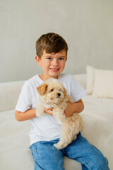 Boy play with little puppy maltipoo