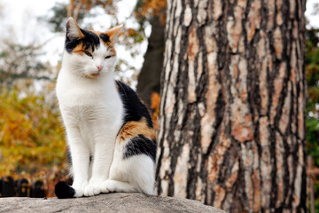 Fall cat © PhotoNowicka