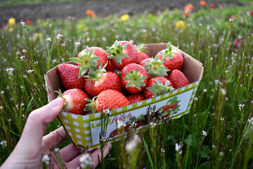 Strawberries in a box in a field of flowers in summer