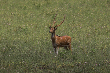 Naklejka na ściany i meble Sri lankan deer in Yala national park, Sri Lanka