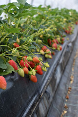 Ripe strawberries growing in a greenhouse on a farm