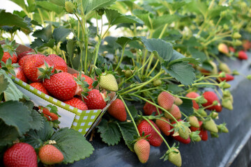 Freshly picked strawberries in a box next to a strawberry plant with ripe fruits on a farm