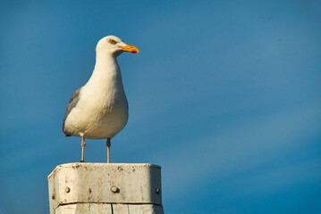 Möve im Hafen