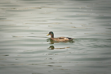 duck on the water
