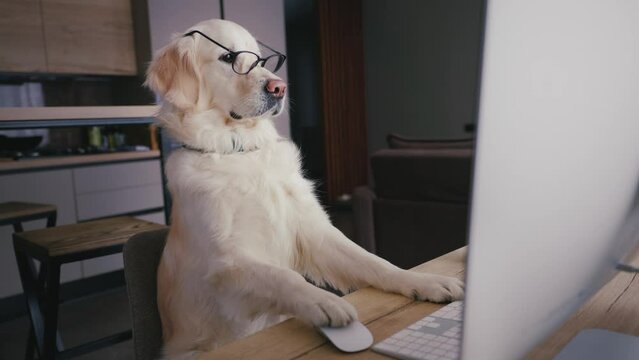 Funny golden retriever wearing glasses against a computer