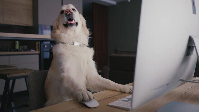 Funny golden retriever against a computer