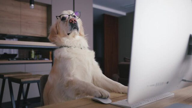 Funny golden retriever wearing glasses against a computer