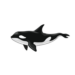 Vector of shark on white background