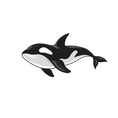 Vector of shark on white background