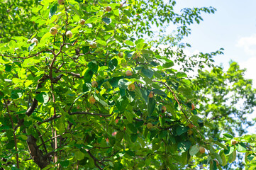 たくさんの実をつけたマルメロの木