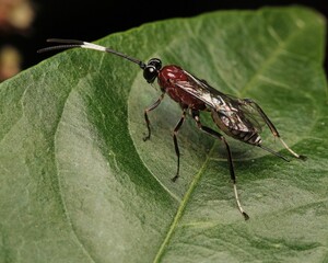 Small insect perched on a green leaf