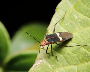 the black and red bug is standing on the leaf with water droplets
