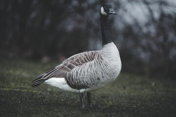 a goose stands near a tree in the grass with no leaves