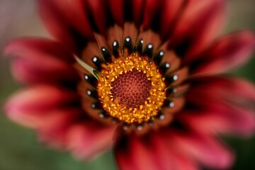 Vibrant and beautiful flower with yellow and red petals