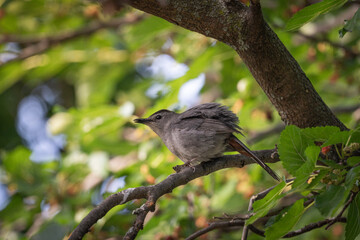 Gray Catbird
