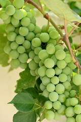 closeup the bunch green ripe grapes holding the vine with leaves on the green white background.