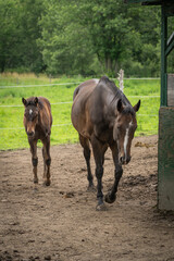 horse and foal