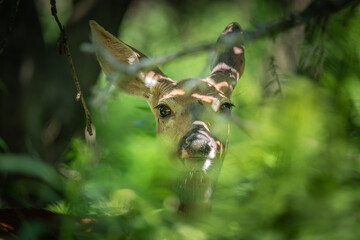 deer
