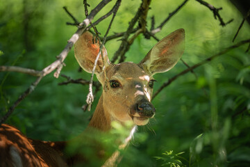 deer in the woods