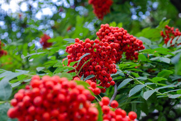 Rowan red, bunches on a tree and green leaves