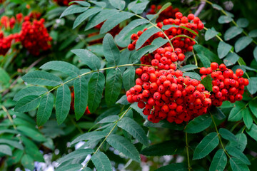Rowan red, bunches on a tree and green leaves