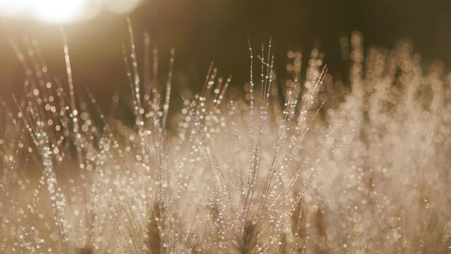 Closeup video of drops on spikelet in beige tones on a sunny day after the rain