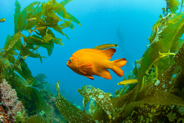 Close up of a garibaldi, California's state fish, being cleaned by a senorita fish in a kelp forest near Avalon, Catalina Island. 