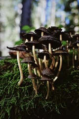 Closeup of small mushrooms growing in grassland