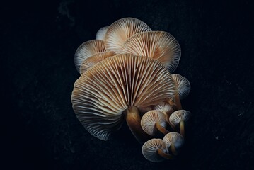Closeup of growing mushrooms on a black background