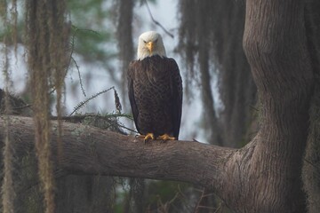 Closeup of a  majestic bald eagle perched atop a large tree branch with a blurry background