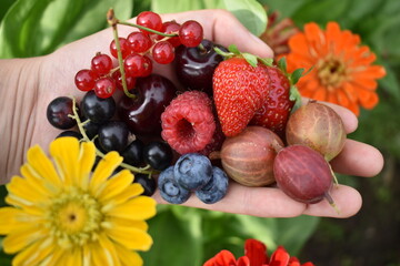 Red currant, black currant, blueberries, raspberry, strawberry, cherries and gooseberry in a hand showing fruits next to flowers