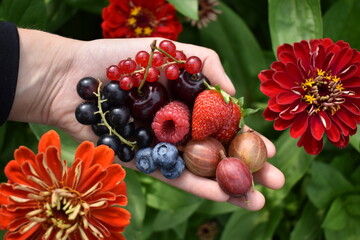 Red currant, black currant, blueberries, raspberry, strawberry, cherries and gooseberry in a hand showing fruits next to flowers