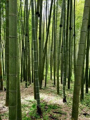 Bamboo Forest. Natural background with green bamboo. Natural forest of bamboo in Kyoto. Bamboo forest background. Vertical composition. High quality photo