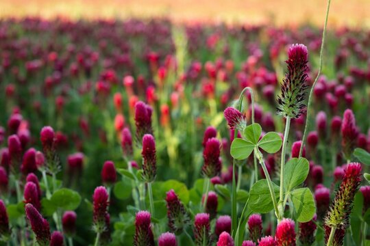 Tranquil scene of a red clover field in the light of late afternoon. Trifolium rubens.