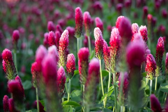 Lush red clover field in the light of late afternoon. Trifolium rubens.