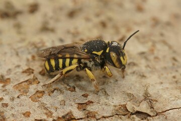 Closeup of a female of the Florentine Woolcarder Bee, Anthidium florentinum sitting on wood