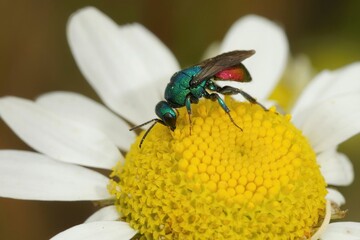 Closeup on a green metallic jewel cuckoo wasp, Hedychrium sitting on a yellow white flower