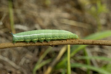 Closeup of the large green caterpillar of the hummingbird hawk-moth.
